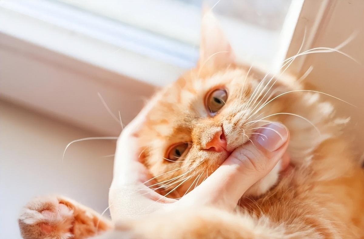 猫咪咬人挠人的原因和解决训练方法 - 知乎